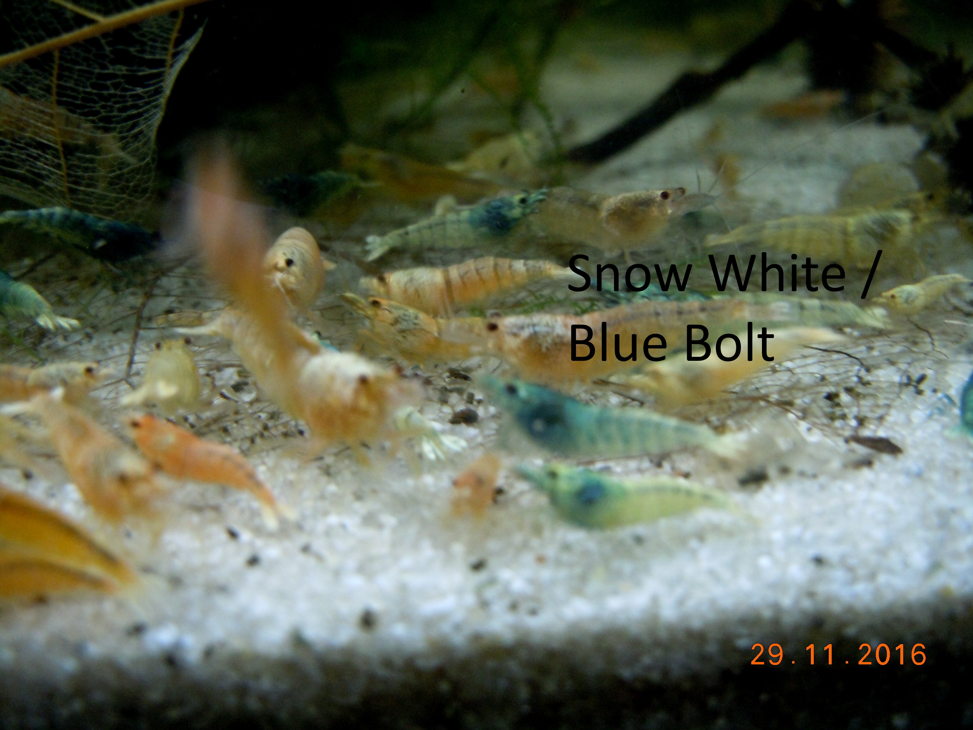 Snow white + Blue Bolt.jpg