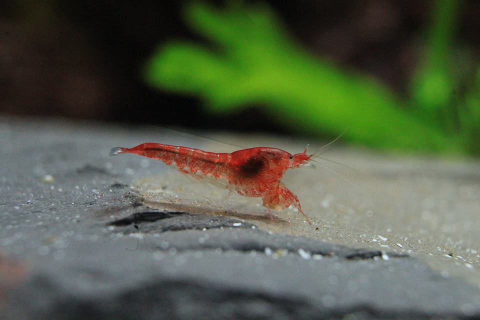 Halocaridina.jpg