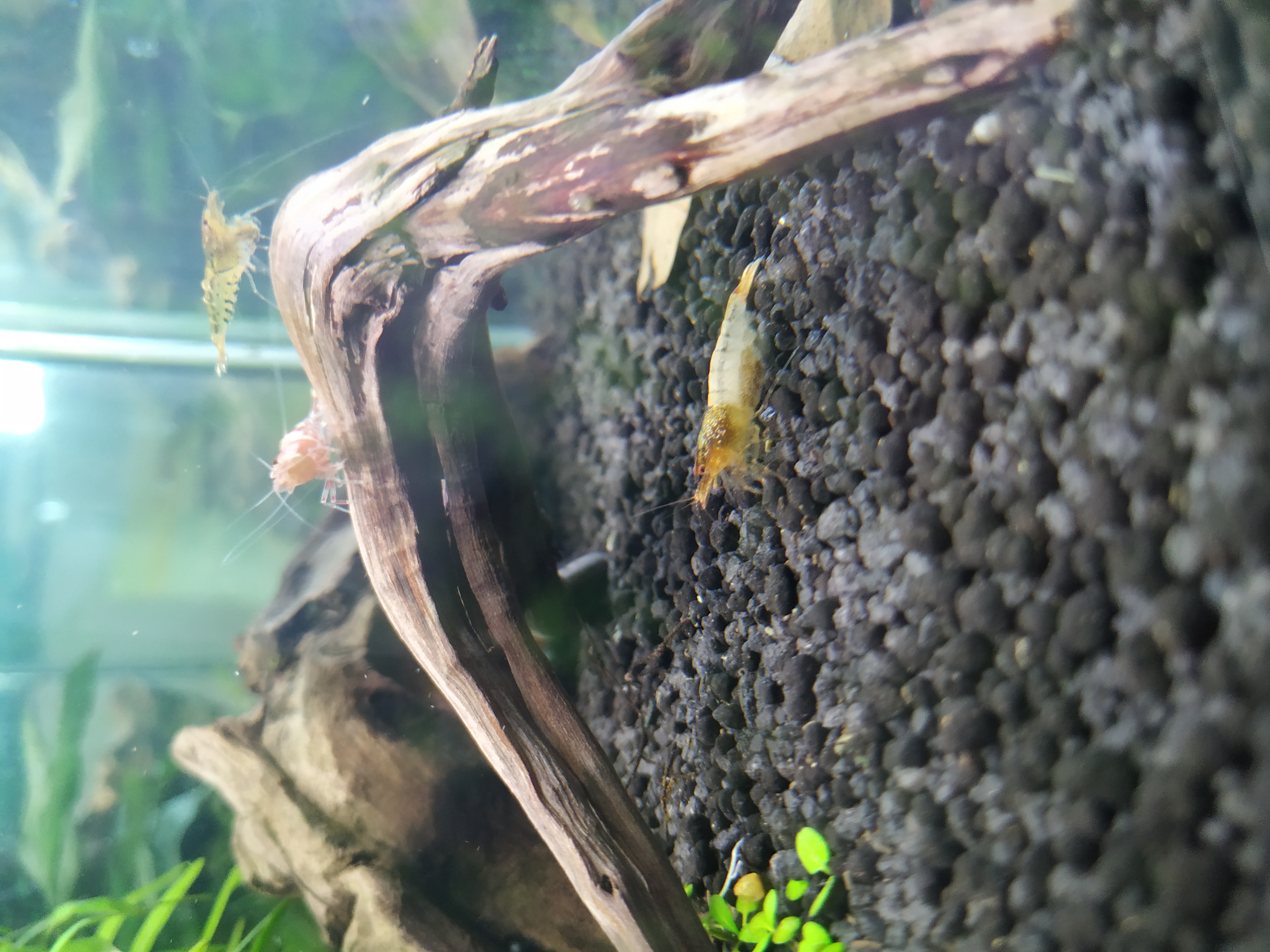 Golden bee Shrimp